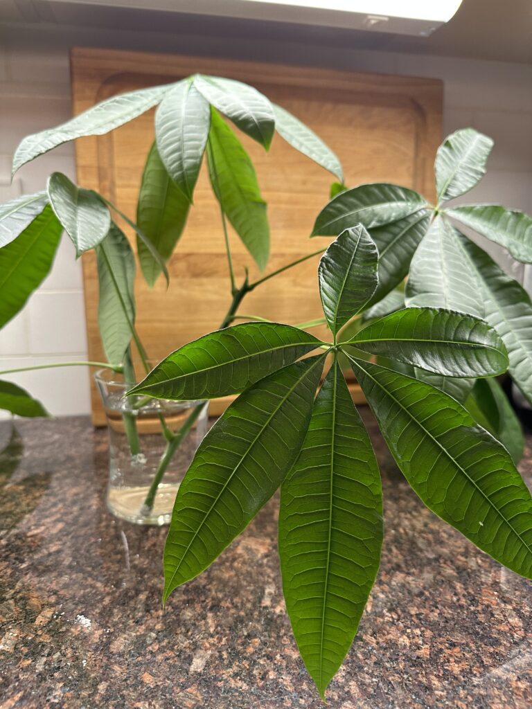 Several money tree cuttings in water vase