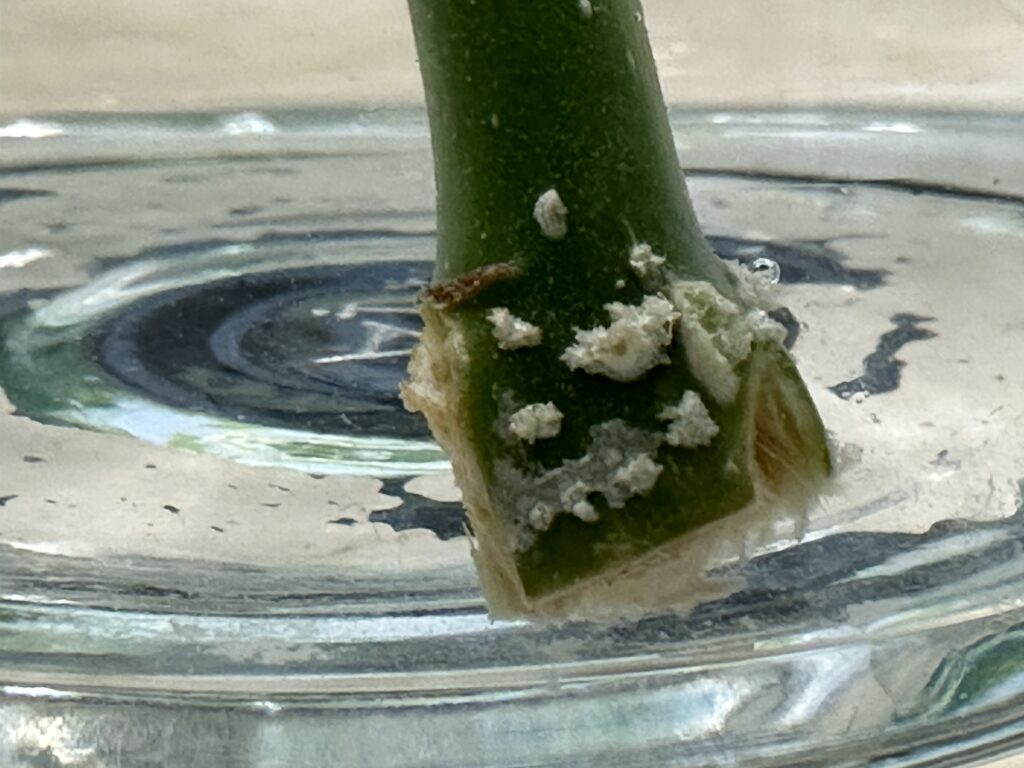 Money tree cutting closeup of root growth