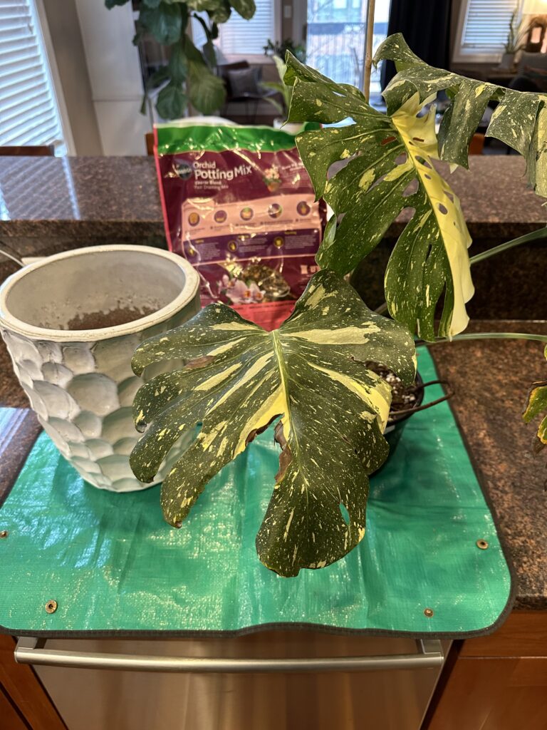 Plant pot, Monstera and soil ready to be repotted