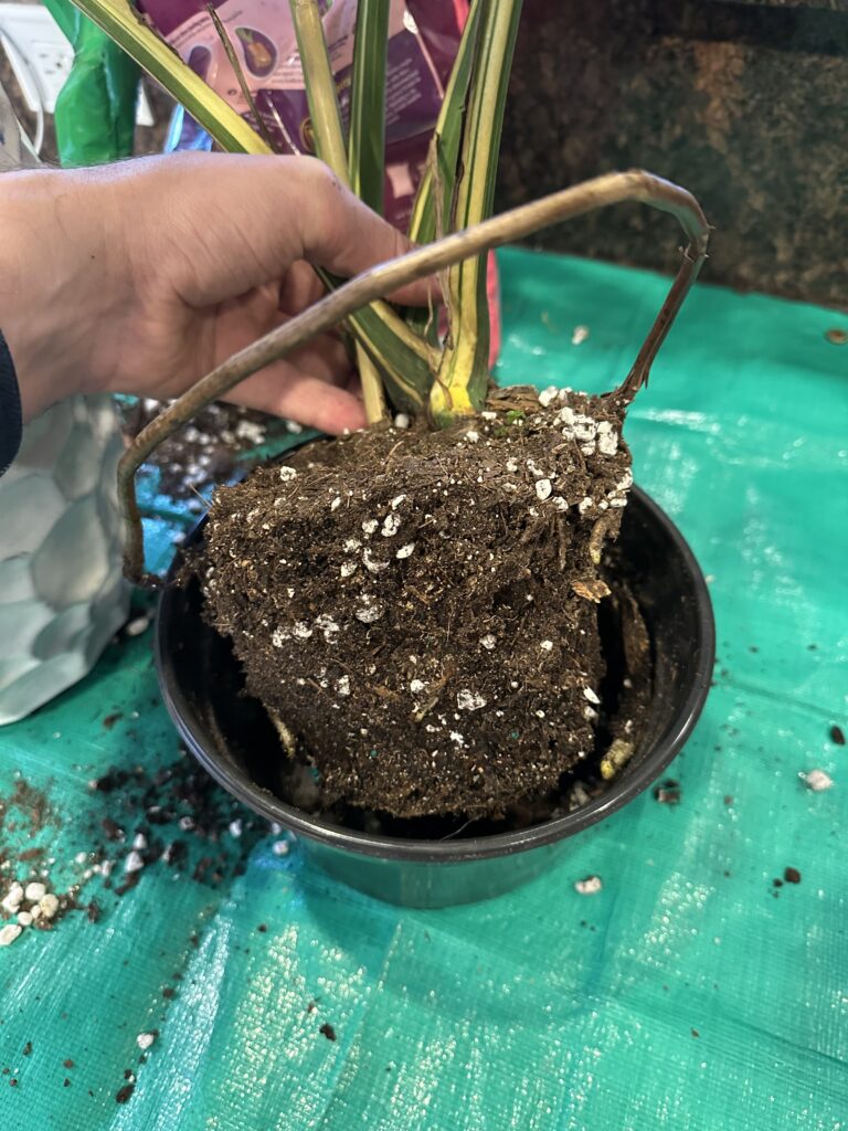 Repotting Monstera plant to give roots room.