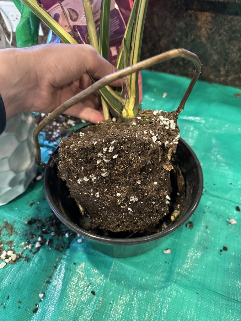 Monstera Aerial Roots ready to be removed