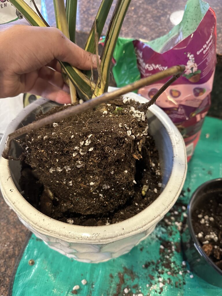 Moving Monstera plant into new container.