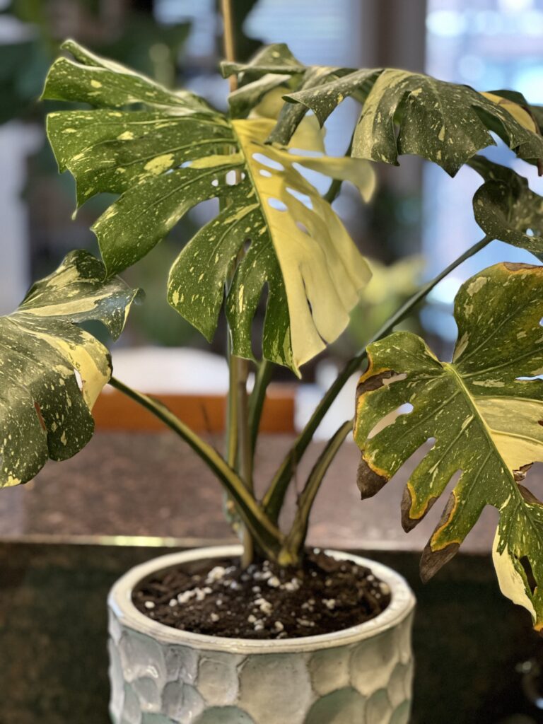 Monstera Thai Constellation repotted in new container.