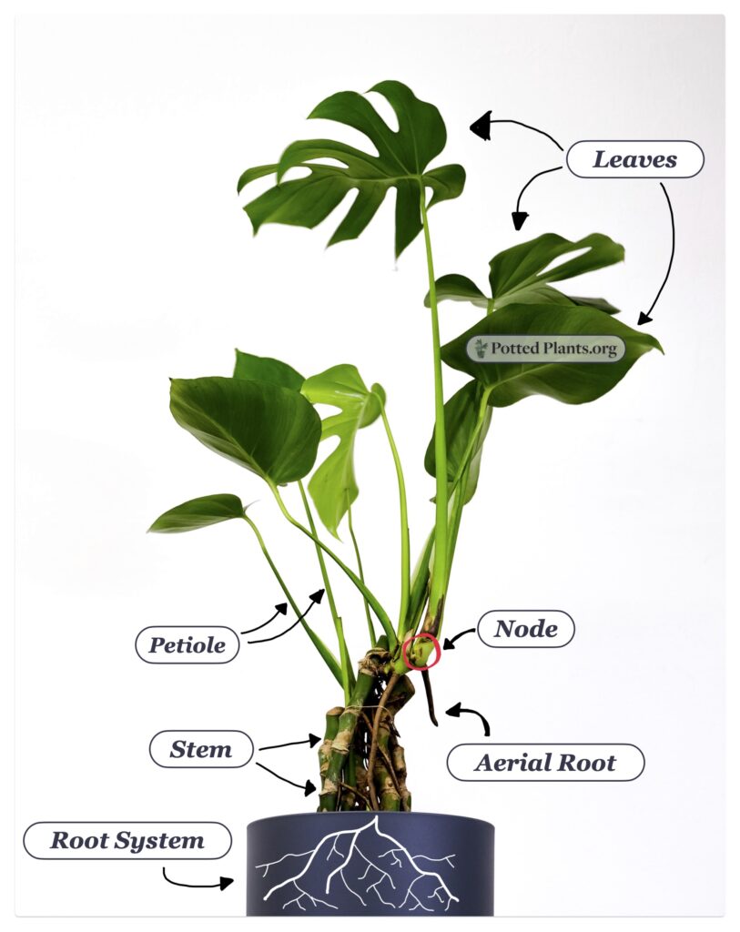 Monstera Plant anatomy diagram including nodes