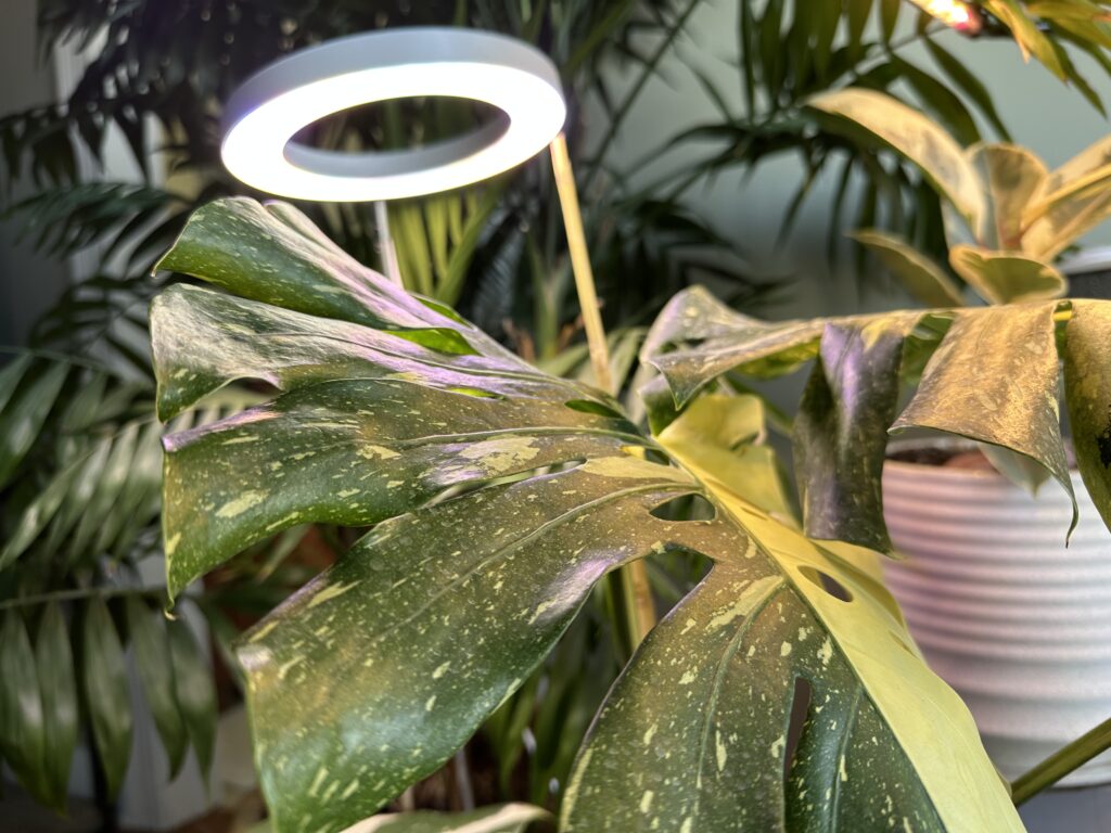 Common Monstera houseplant under grow light