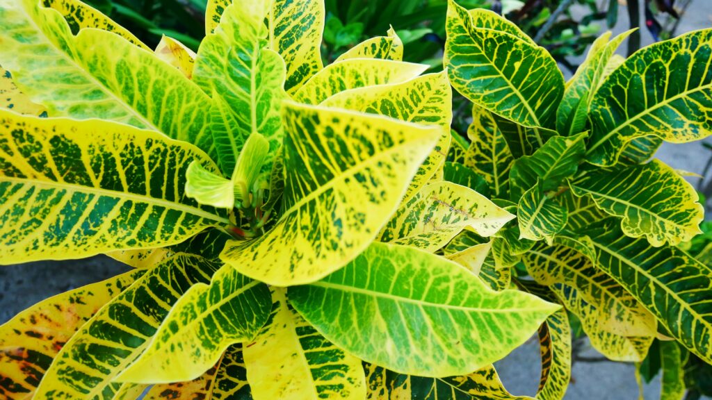 Croton plants with close-ups of their leaves