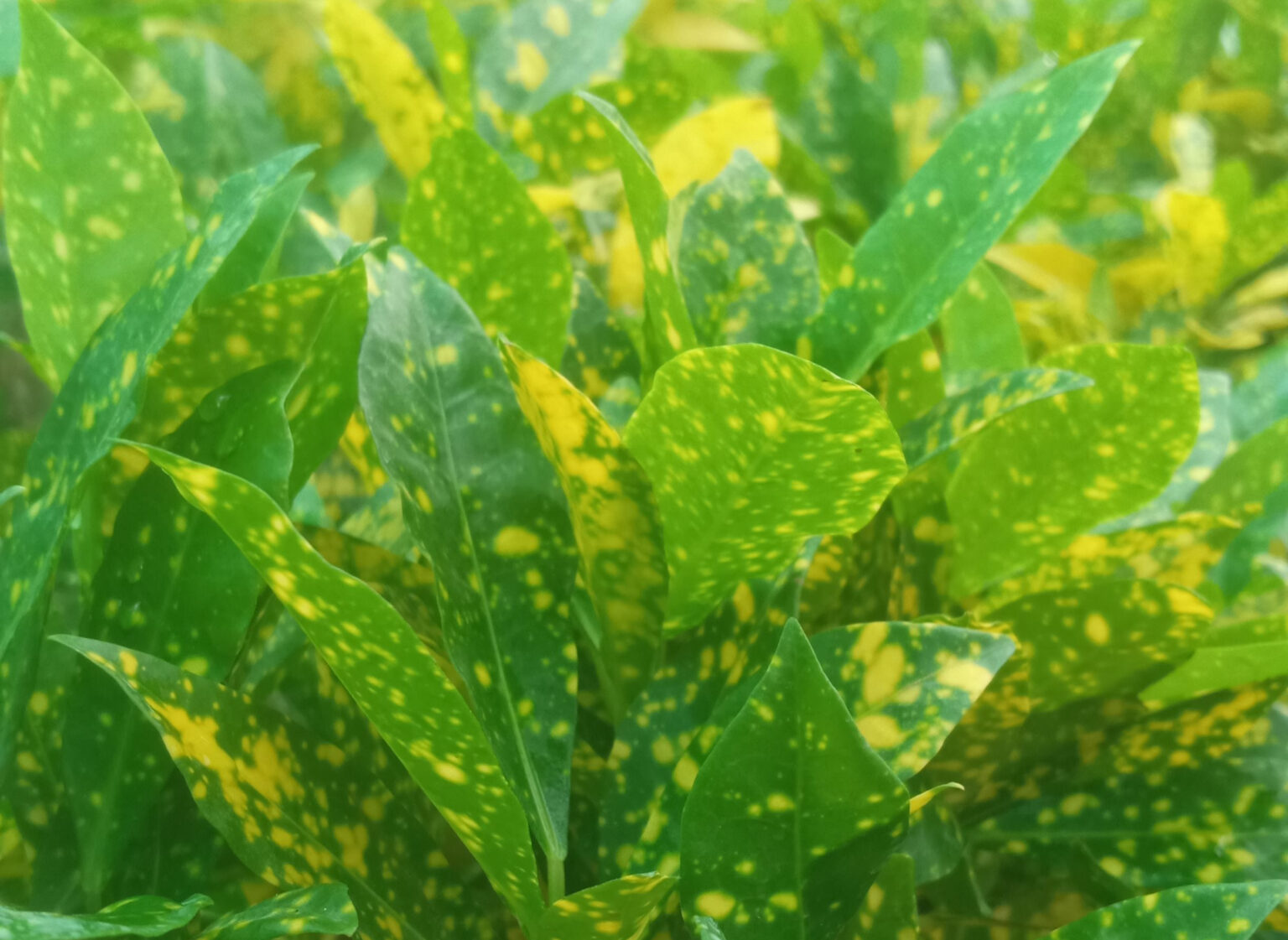 Croton Gold Dust Plant Care Guide