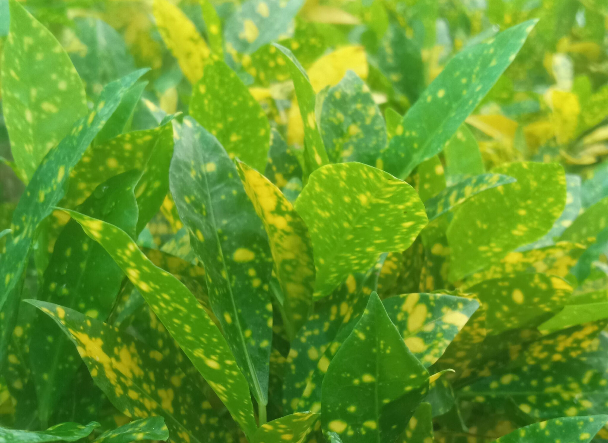 Croton Gold Dust Plant Care Guide