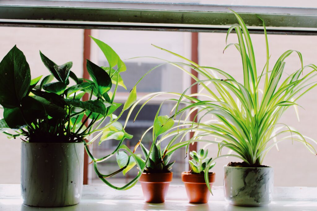 Best Plants for East Facing Windows - houseplants in sunny windowsill