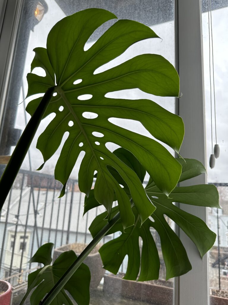Monstera Deliciosa leaves with fenestration patterns in strong lighting conditions