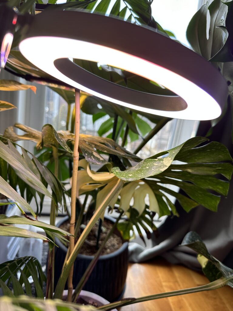 Monstera Thai Constellation lighting by LED grow light