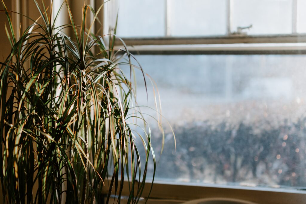 Best Plants for WestFacing Windows - plant in sunny window