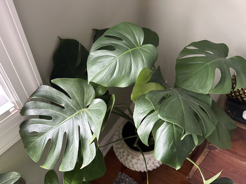 Monstera leaves