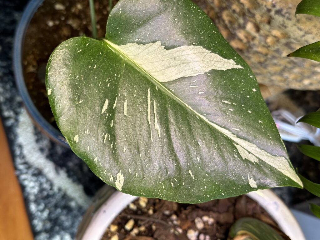 Monstera Thai Constellation leaf detail