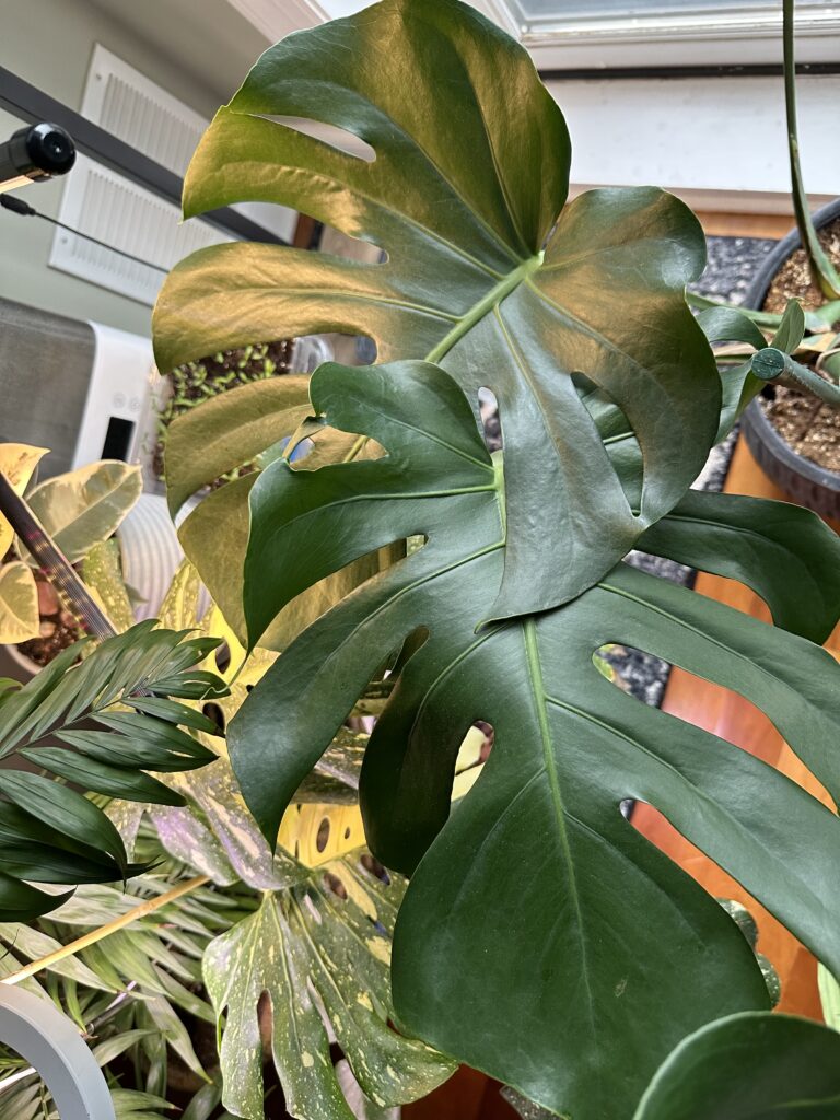 Monstera leaves under a grow light