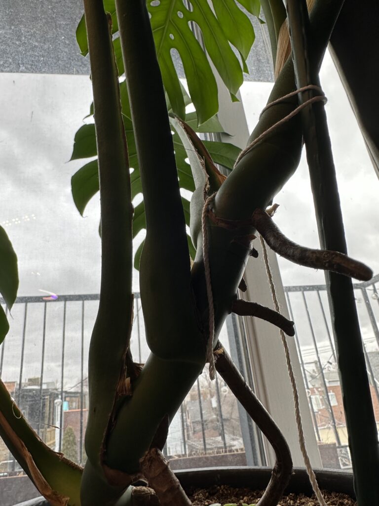 Monstera aerial roots in detail
