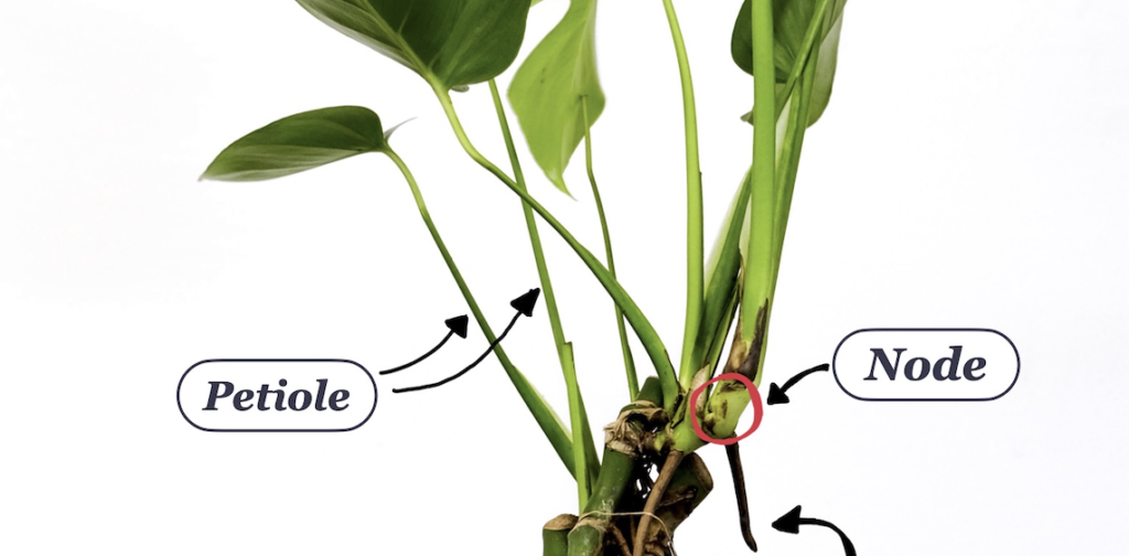 Monstera with callouts for petiole and node plant segments to propagate