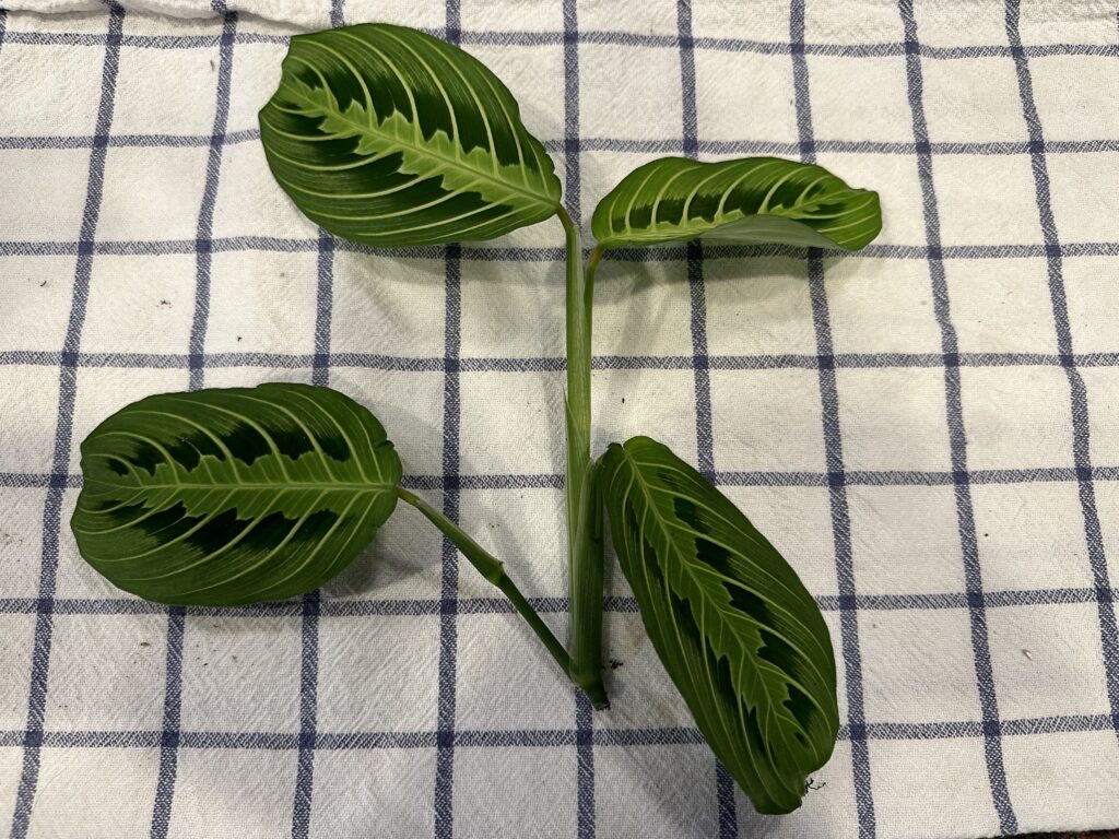 cutting of a prayer plant stem