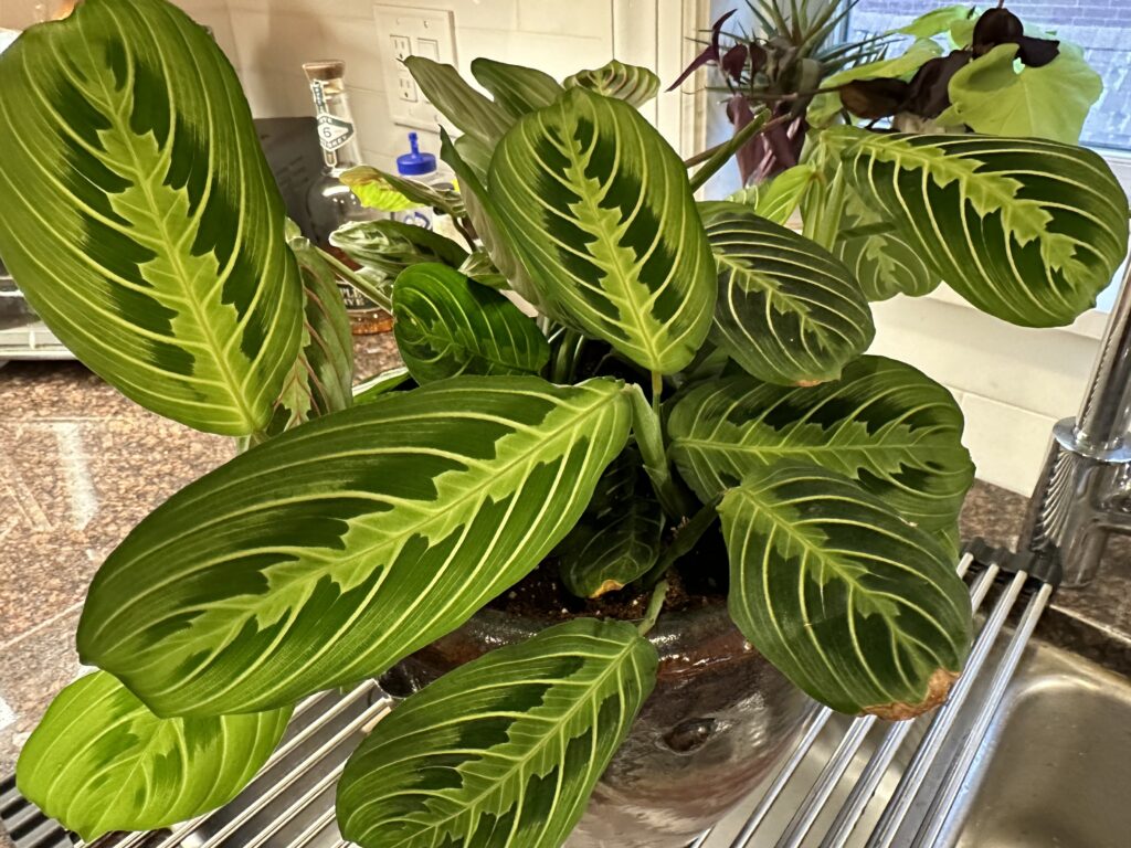 Prayer plant cuttings in new pot