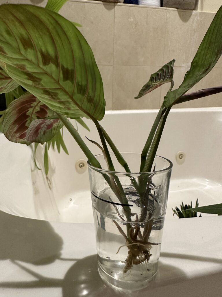 prayer plant cutting in water