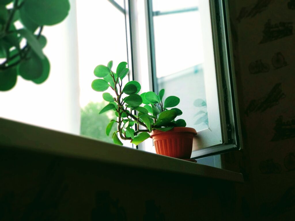 The Best Plants for North-Facing Windows - Houseplant on windowsill