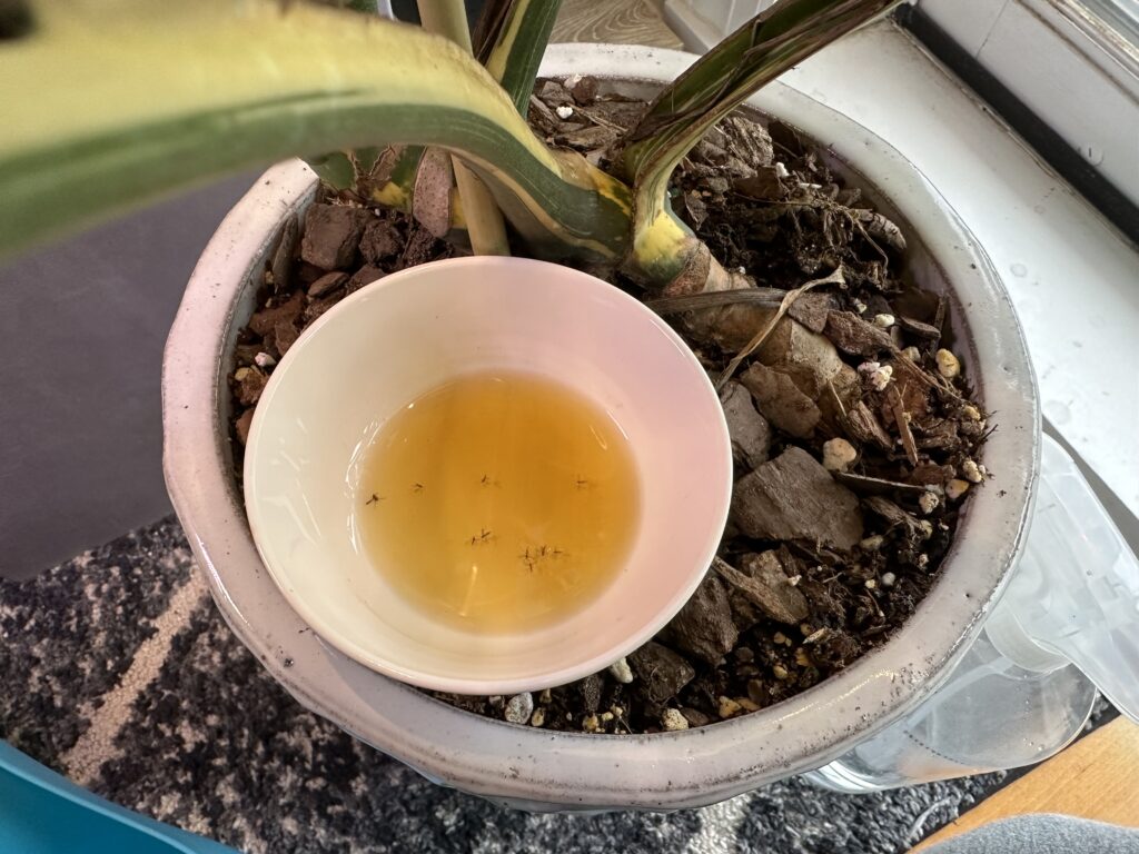 Gnats trapped in small cup placed in plant pot