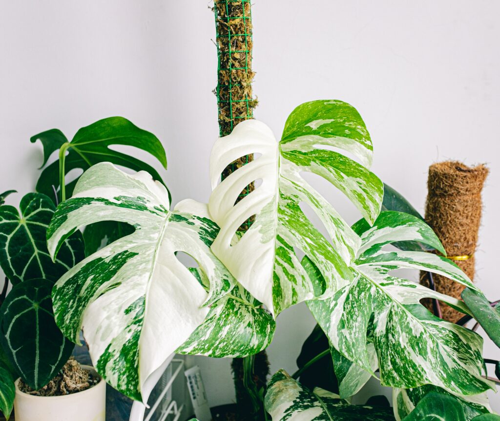 Expensive Monstera Albo varieties growing on moss pole.