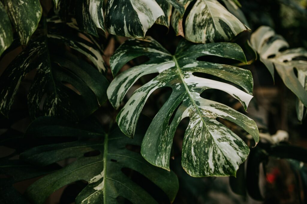 Fenestrated Monstera Albo leaves 