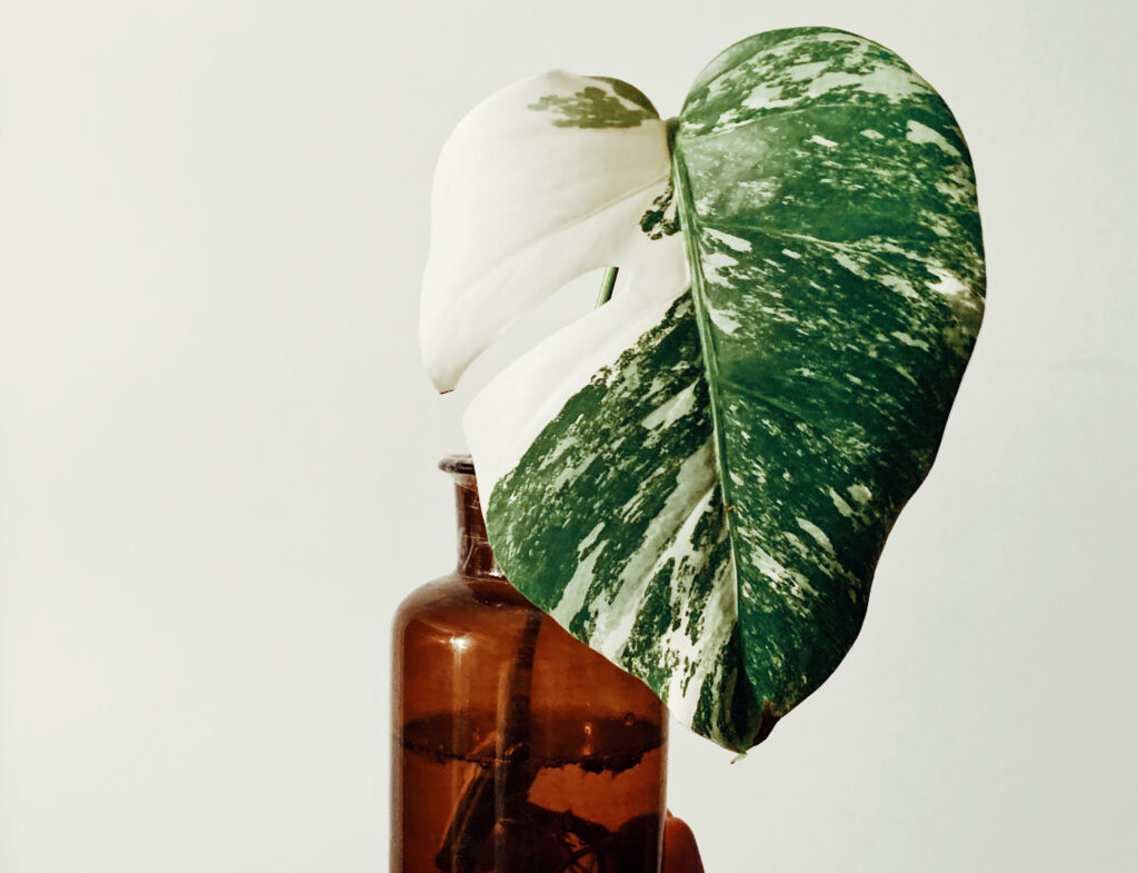 Monstera Albo in water vase