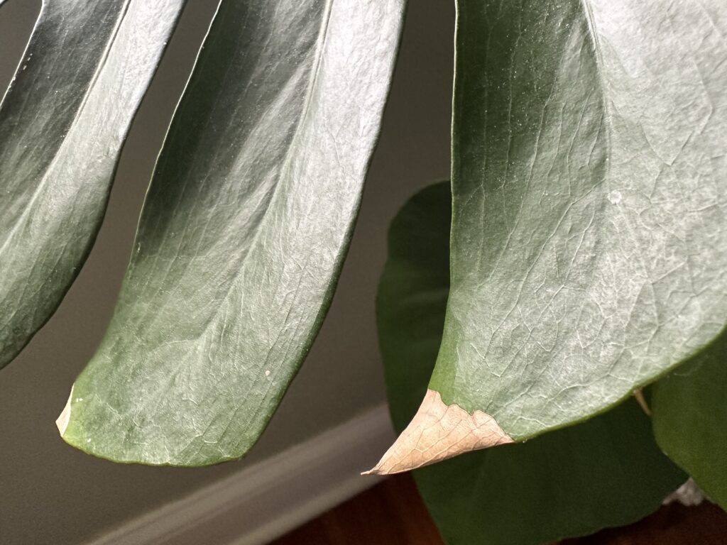Monstera plant with brown tip leaves