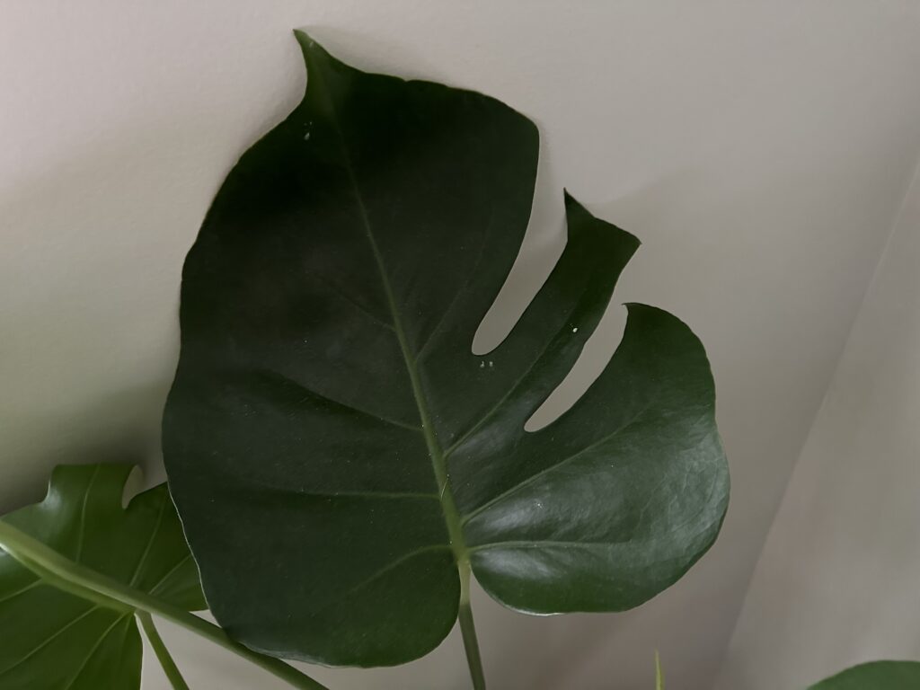 Young Monstera with few fenestrated leaf cuts.