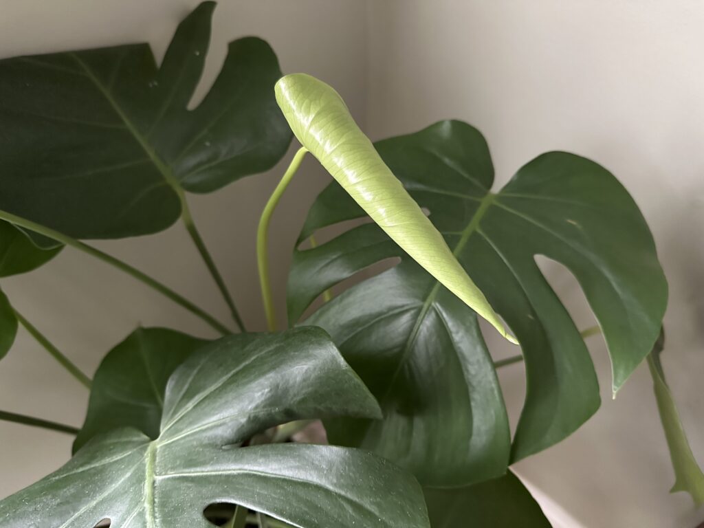 Monstera with small new leaf growth due to light problem.