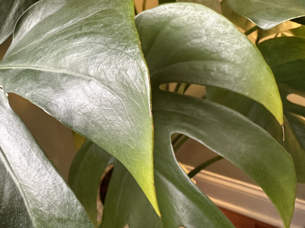 Monstera with yellowing plant leaves