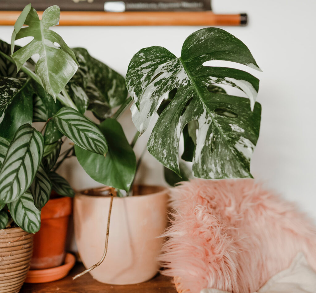 Monstera Albo in bright light on shelf