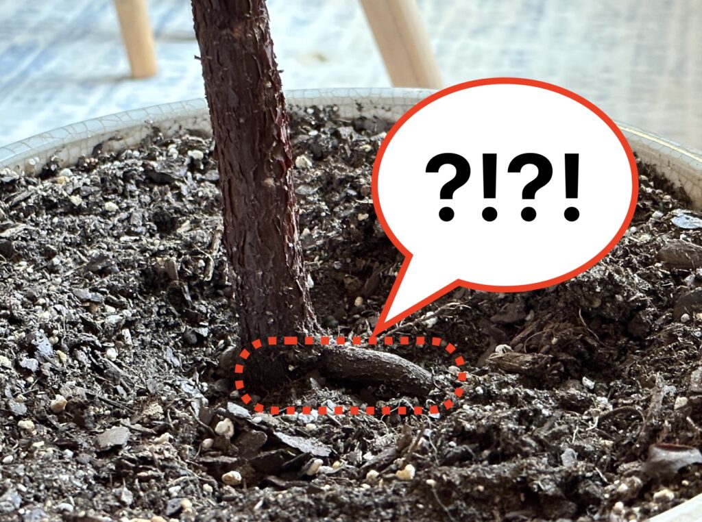 Fiddle leaf fig roots above soil in plant pot