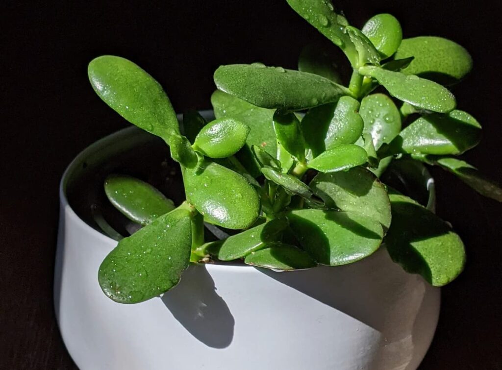 Jade plant propagated plants in grow pot