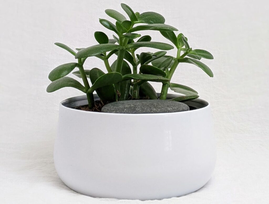 small jade houseplant