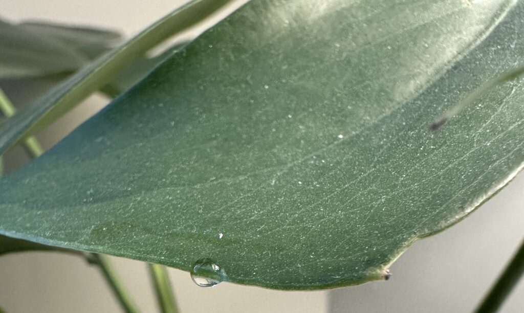 Monstera Deliciosa leaf with water drop