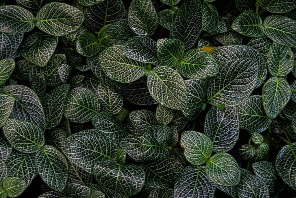 Mosiac Plant leaves