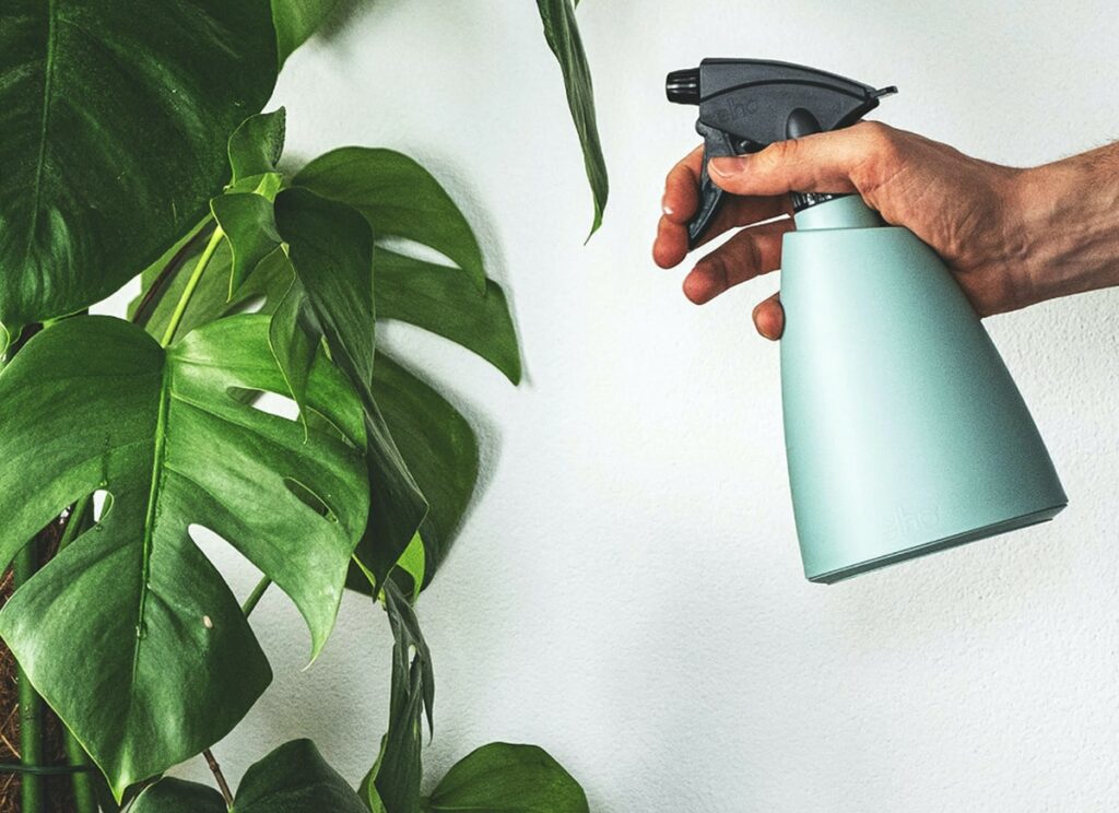 Spray bottle and plant
