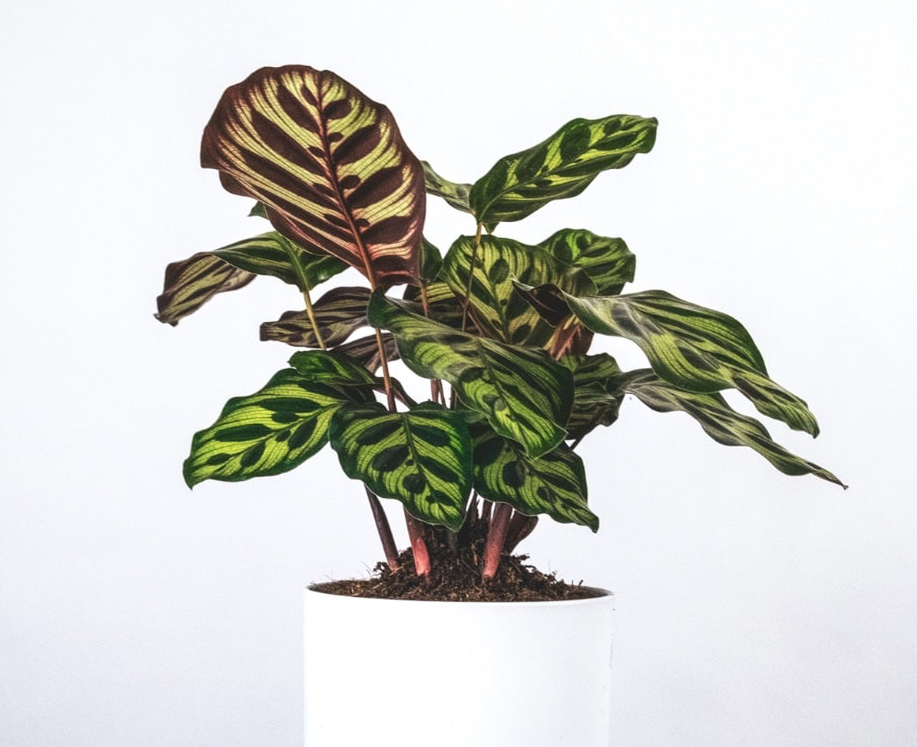 Calathea plant with red and green leaves