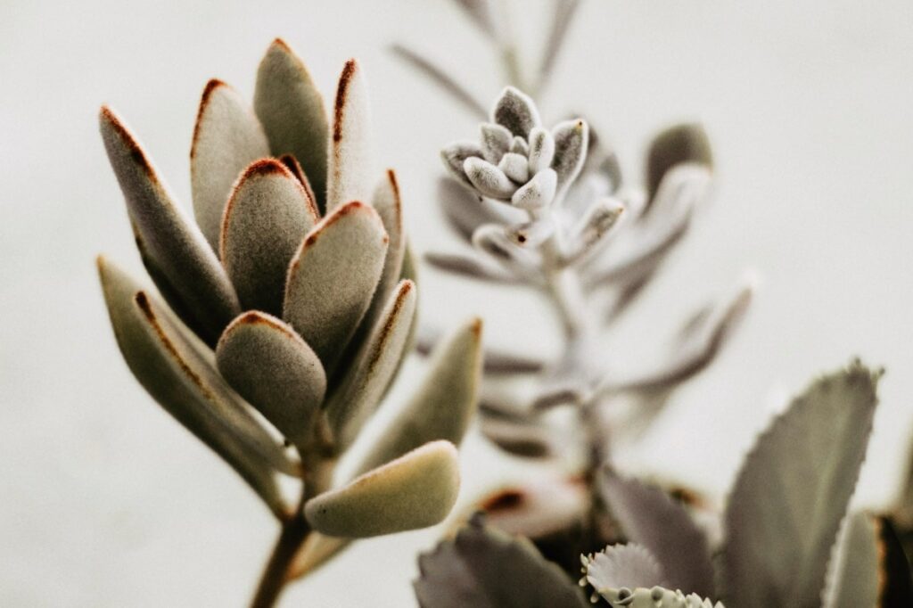 Kalanchoe Tomentosa Chcolate Soldier plant