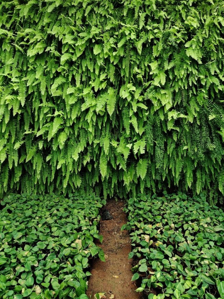 Outdoor plant wall