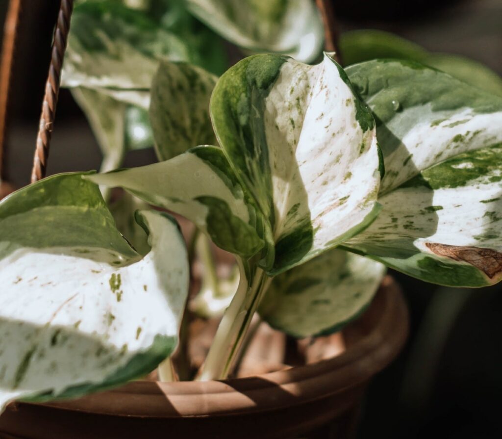 Manjula Pothos plant