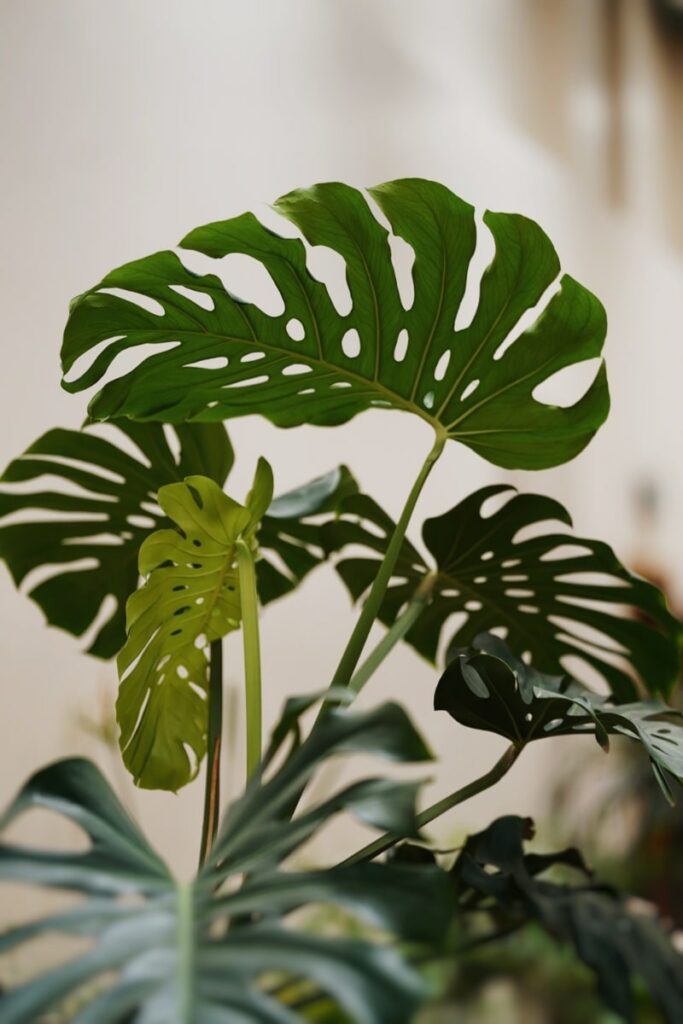 Mature Monstera leaves with advanced fenestrations