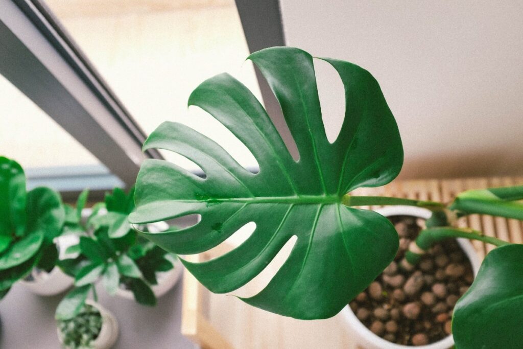 Young growth stage Monstera plant