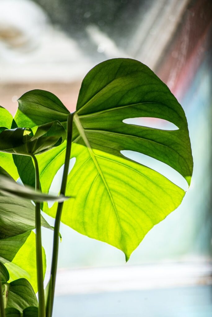 monstera leaves in sunlight