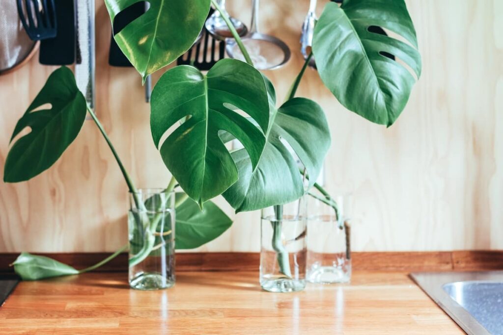 Monstera cuttings in glass vases
