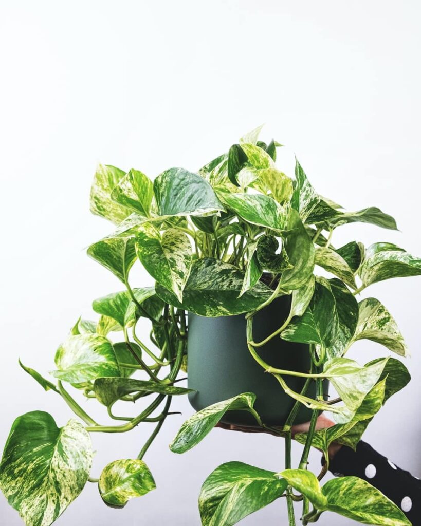 Pothos plant in pot