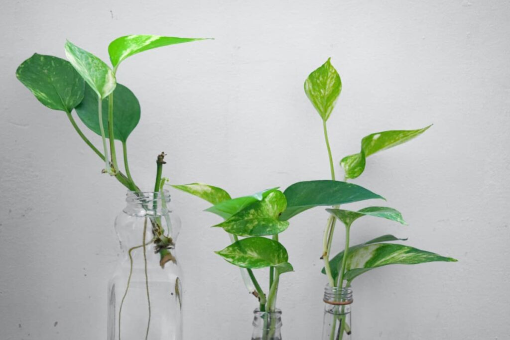 pothos stems in multiple plant propagation stations